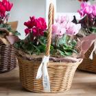 ¨�������� �������ؤ���ͳ���ڥ����ǥ󥷥�����δ󤻤���(����)��