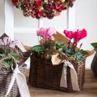 ¨�������� �������ؤ���ͳ���ڥ����ǥ󥷥�����δ󤻤���(�ѷ�)��