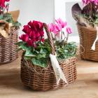 ¨�������� �������ؤ���ͳ���ڥ����ǥ󥷥�����δ󤻤���(������)��