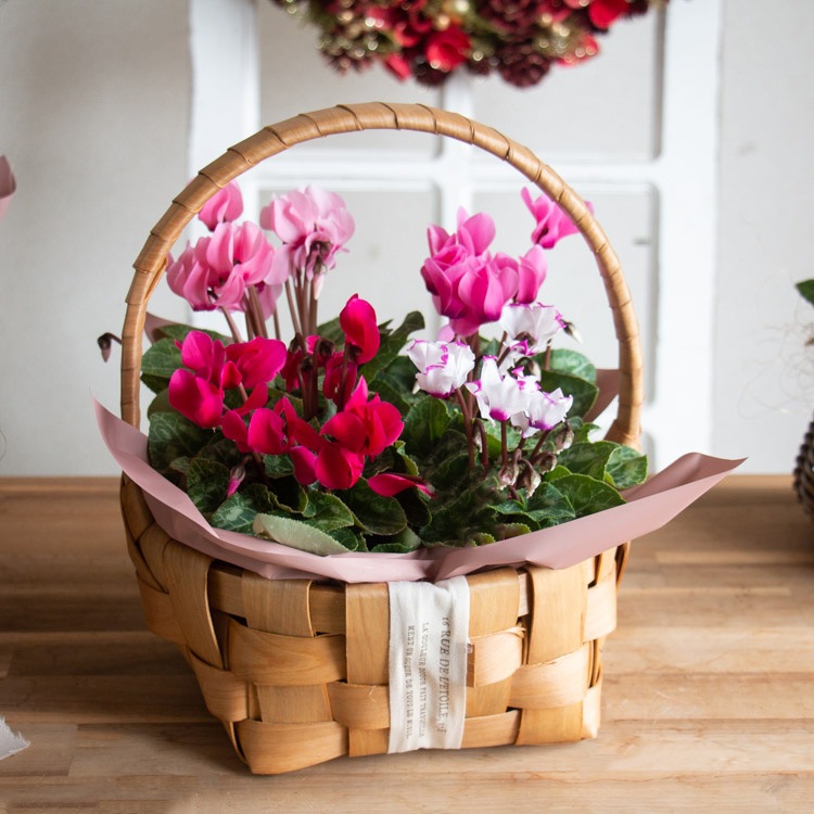 ¨�������� �������ؤ���ͳ���ڥ����ǥ󥷥�����δ󤻤���(��������)��4�ݥå�