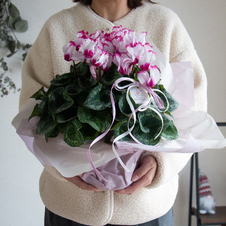 �����̸��꡿�ե��餭 �������� ȭ�����ڥ������ȥꥢ�� 5��ȭ �⤵35��40cm