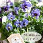 ����������̤�꡿���̸��� �ץ�ߥ����ʼ�  �����ݤ���Υե��餭 �ӥ���� ��ǥ���(�֥롼��)��(9cm�ݥå���) ���� �ѥ󥸡� ���� �쥢 ���� ������ ���꺤�� ���� ������� ���Ѥ�� ����ƥ����� �˥奢�󥹥��顼 �� �󤻿��� ���� �����ǥ˥� �٥��� �� �� 