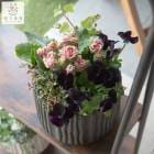 �ڿ��̸���ۥ���ƥ��������顼 ����� �֤���� �󤻿����ڥ��祳�� �������� in �������������ݥåȡ�