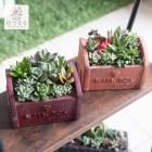 �����ʸ¤꡿¿����ʪ  �󤻿������åȡ�M�ۿ��̸��� ��Ƥ䤹�� ���� ��ʪ ����ƥꥢ ���� ������� ȭ �ǥ����ץ쥤 ������ ���� ƫ�� �ʥ����� �鿴�� ���襤�� ���ե� �����ñ ����� �ե����ե� ���꡼�� �ʥ����� ����ƥꥢ���꡼�� �ǥ��� ����