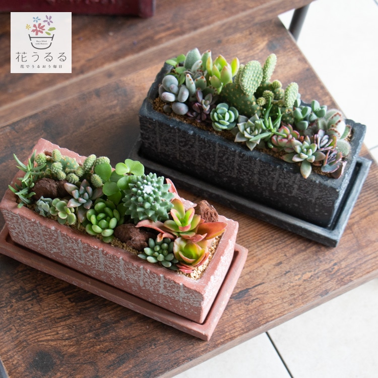 多肉植物寄せ植え　そのまま飾れる　大きなロビネポット♡ 多肉植物 寄せ植え そのまま飾れる✧*｡٩(ˊωˋ*)و✧*ピンク楕円鉢 多肉