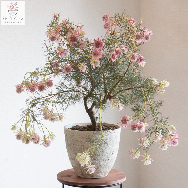 現品限り】写真の現物が届く【セルリア・ブラッシングブライド 鉢植え