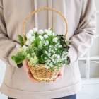 �ڿ��̸���ۥ���ƥ��������顼 ����� �֤���� �󤻿����ڥХ˥� �������� in �Х����åȡ�(���� �ե����ե� ������ �ץ쥼��� ���� �� ��� ���å� �����ߥ��顼 �뺧��ǰ�� �������  ���۽ˤ� �� 2�� ȭ���� ȭ�� �����ǥ˥� �ե� ���� ��