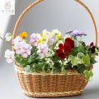 パンジー/ビオラの寄せ植え(冬-春 開花)