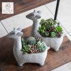 �����ʸ¤꡿¿����ʪ ���ܥƥ� �󤻿������åȡ�F��