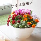 ���ߥ˥����� ���о졿�ѥ󥸡����ӥ���δ󤻿���[�����������(�ߥ˥ץ�󥿡�ver]