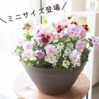 ���ߥ˥����� ���о졿�ѥ󥸡����ӥ���δ󤻿���[���������硼��(�ߥ˥ץ�󥿡�ver]������ �ե����ե� ������ �ץ쥼��� ���� �� �� ������� ȭ���� ȭ�� ���� �����ǥ˥� �ե� ���� ���ե� ���� ȭ £��ʪ ���å� �� ���ˤ�  ���̲�