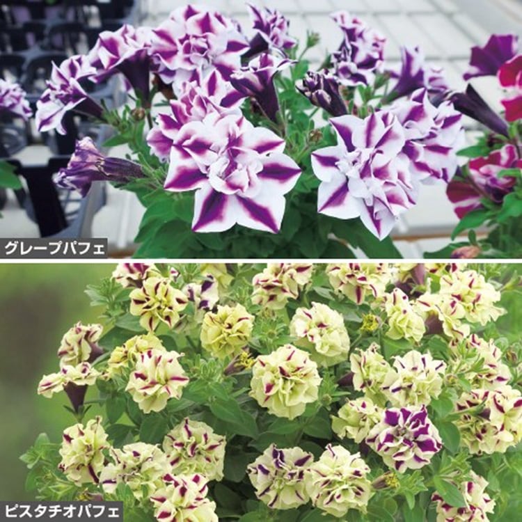 ������Ū�ʿ��ʼ�ڥ���˥������������� �������ڥ���륫�顼��Ȭ�ź餭�ѥե���