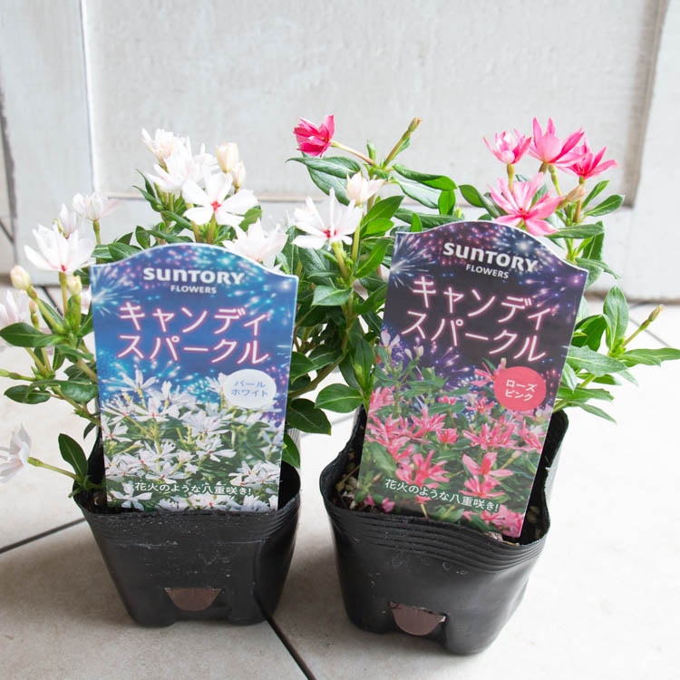 ���뤵���餱�� ���襤��³����Ȭ�ź餭 �˥��˥����� �ڥ����ǥ������ѡ������(9cm�ݥå���) 