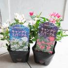 ���뤵���餱�� ���襤��³����Ȭ�ź餭 �˥��˥����� �ڥ����ǥ������ѡ������(9cm�ݥå���) 