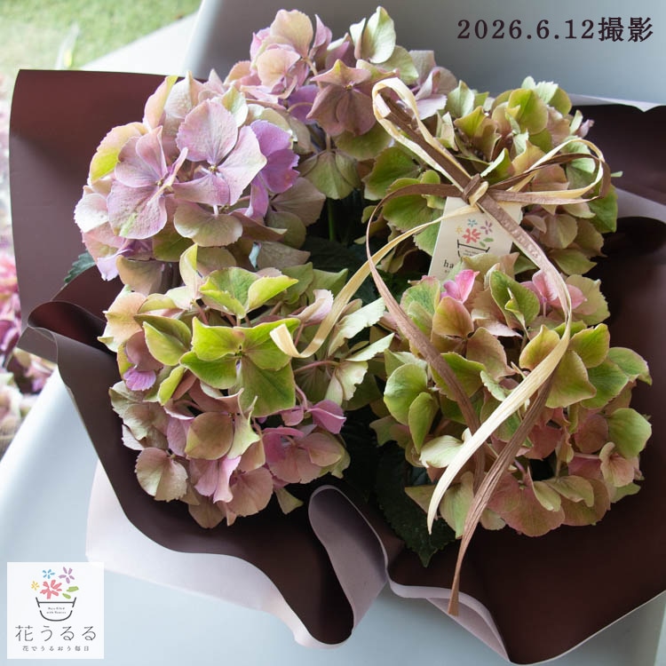 ���֤��������θ������䡿�������������ξ��ֵ��ڻ�פζ˥쥢�������۲� [�ʼ�̾����������] 5��ȭ (�ֻ���ԥ󥯷�)�� 