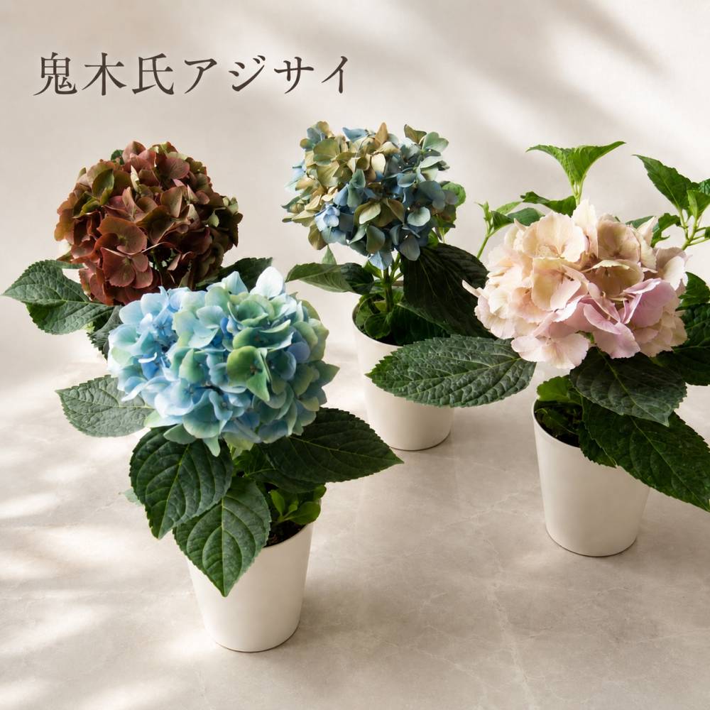 花うるるだけの限定販売／秋色アジサイの匠「鬼木氏」の極レア【一輪