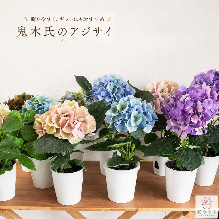 花うるるだけの限定販売／秋色アジサイの匠「鬼木氏」の極レア【一輪