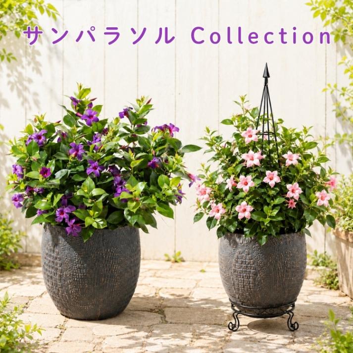 ��������ǧ�᤿�����̤ʥ���ѥ饽�롿�ڥ���ѥ饽��Collection��(10.5cm�ݥå���)