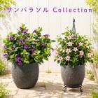��������ǧ�᤿�����̤ʥ���ѥ饽�롿�ڥ���ѥ饽��Collection��(10.5cm�ݥå���)