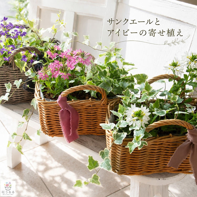 ����Ĥۤɹ�ڤ˺餯�Ʋ֥Х����åȡ����󥯡�������ȥ����ӡ��δ󤻿��������٤�Х����åȡ�