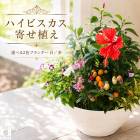 ���Ƥ˱Ǥ��롪�ȥ��ԥ���ʴ󤻿������֤���뤪�ޤ����Υϥ��ӥ������󤻿����ʥץ�󥿡���