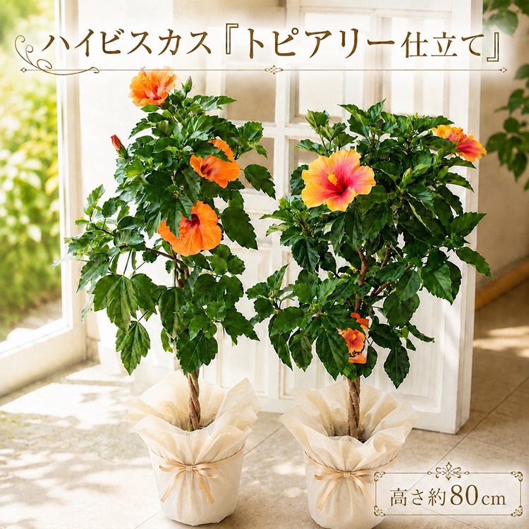 ���֤������ڤ���롿�ϥ��ӥ����� �ڥȥԥ��꡼��Ω�ơ�