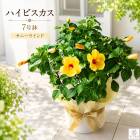 ��¸�ߴ����äפ����ȭ���ϥ��ӥ����� ȭ���� �ڥ��ˡ�������ɡۡ�7��ȭ���⤵��60cm�����
