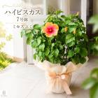 ��¸�ߴ����äפ����ȭ���ϥ��ӥ����� ȭ�����ڥߥ�����ߡۡ�7��ȭ���⤵��60cm�����