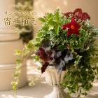 ���Ҥ��ܹ��줹�롢���ʤʲƤΰ�ȭ���ڥ���ѥ饽��δ󤻿����ʥ���ƥ�����Ĵ������ɥ��å�ȭ�ˡۥ��쥬��� ȭ�����٤� ������ �� �� ������ ���ե� �ץ쥼��� ���� ���� �󤻿��� ���å� ȭ���� ������� ������ �٥��� �����ǥ˥� ���ˤ� £��ʪ ����ȥ꡼