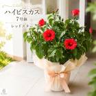 ��¸�ߴ����äפ����ȭ���ϥ��ӥ����� ȭ�����ڥ�åɥ������ۡ�7��ȭ���⤵��60cm�����