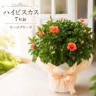 ��¸�ߴ����äפ����ȭ���ϥ��ӥ����� ȭ�����ڥ顼���֥꡼���ۡ�7��ȭ���⤵��60cm�����