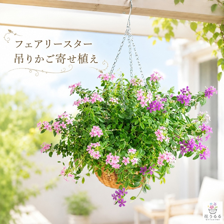 ���߸˸¤ꡪ���̲��ʡ� 2���ξ��֤������餯 �֤���� �ϥ󥮥� �󤻿����ڥե����꡼���������ߤ겼���饿��Х����å�M�ˡ�
