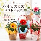 ���Ϥ��Ƥ��Τޤ��Ϥ��롿�֤���� ���٤륮�եȥХå��ڥϥ��ӥ�������