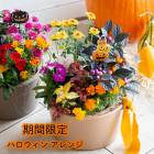 ���Ϥ����餽�Τޤ޾���롿�֤���� �󤻿��� �ڥϥ������󥢥��in���������Х����åȡ�M������ 