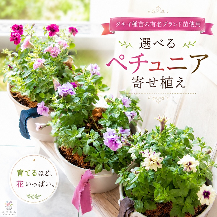 ���Ϥ��Ƥ����ȭ���äѤ��˲ֹ����롿�����٤�ڥ���˥� �󤻿����ʥ��������Х����å�M�ˡ�
