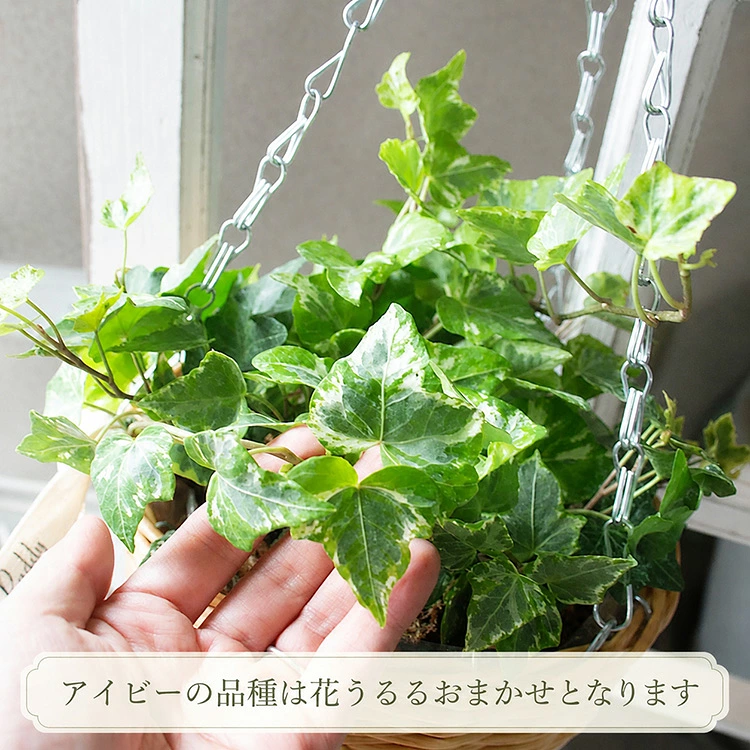 ��1ǯ��ڤ���롿�������Ƥ� �����ӡ��Υ꡼���󤻿����ʥ饿��꡼���ˡ�
