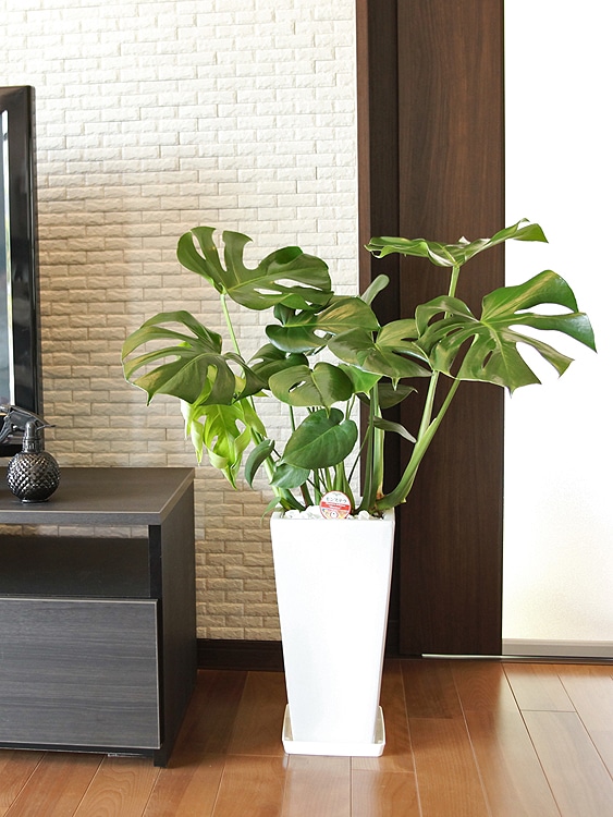 ���տ�ʪ ��󥹥ƥ�7��ѹ�ƫ��ȭ(��) �⤵��85cm 