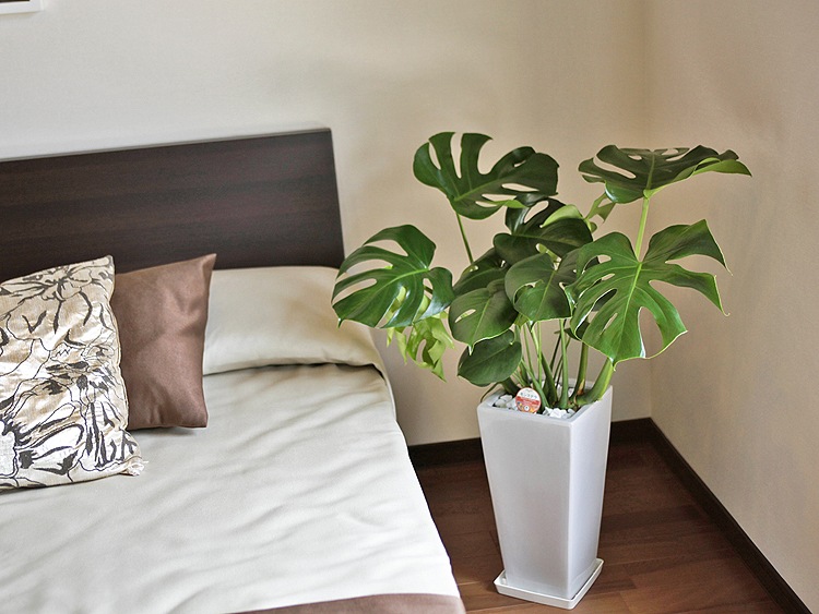 ���տ�ʪ ��󥹥ƥ�7��ѹ�ƫ��ȭ(��) �⤵��85cm 