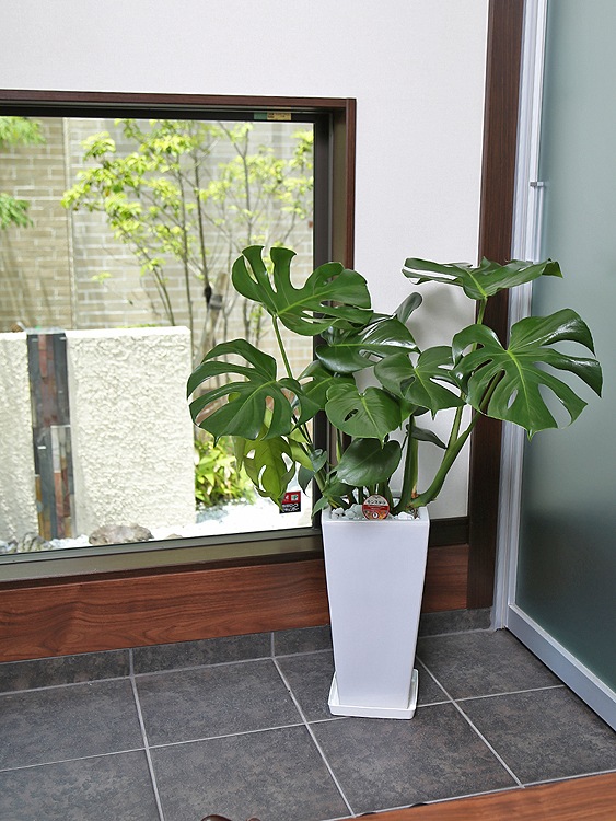 ���տ�ʪ ��󥹥ƥ�7��ѹ�ƫ��ȭ(��) �⤵��85cm 