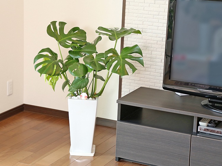 ���տ�ʪ ��󥹥ƥ�7��ѹ�ƫ��ȭ(��) �⤵��85cm 