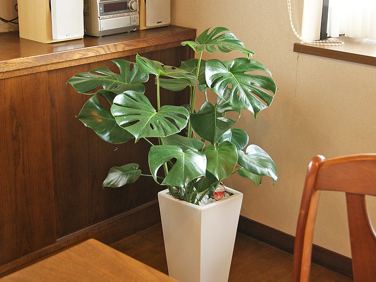 ���տ�ʪ ��󥹥ƥ�7��ѹ�ƫ��ȭ(��) �⤵��85cm 