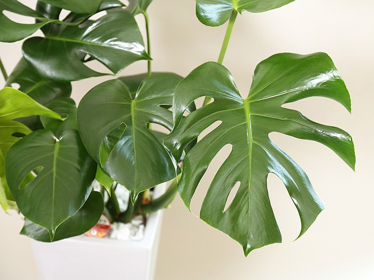 ���տ�ʪ ��󥹥ƥ�7��ѹ�ƫ��ȭ(��) �⤵��85cm 