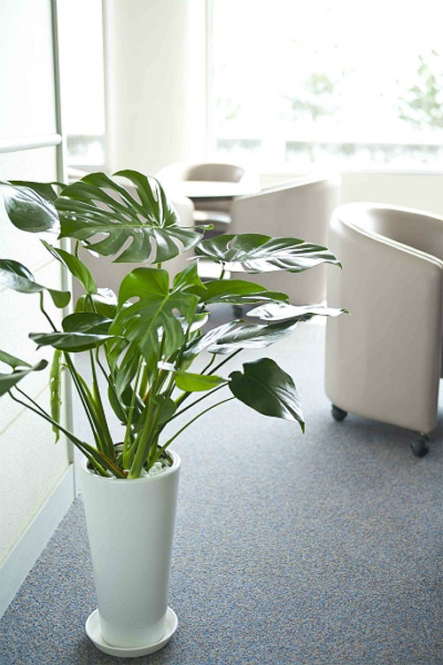 ���տ�ʪ ��󥹥ƥ�7��ƫ��ȭL(��) �⤵��80cm  ��mons07-003��