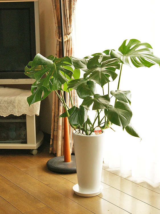 ���տ�ʪ ��󥹥ƥ�7��ƫ��ȭL(��) �⤵��80cm  ��mons07-003��