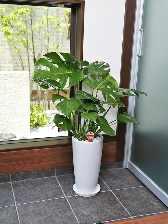 ���տ�ʪ ��󥹥ƥ�7��ƫ��ȭL(��) �⤵��80cm  ��mons07-003��