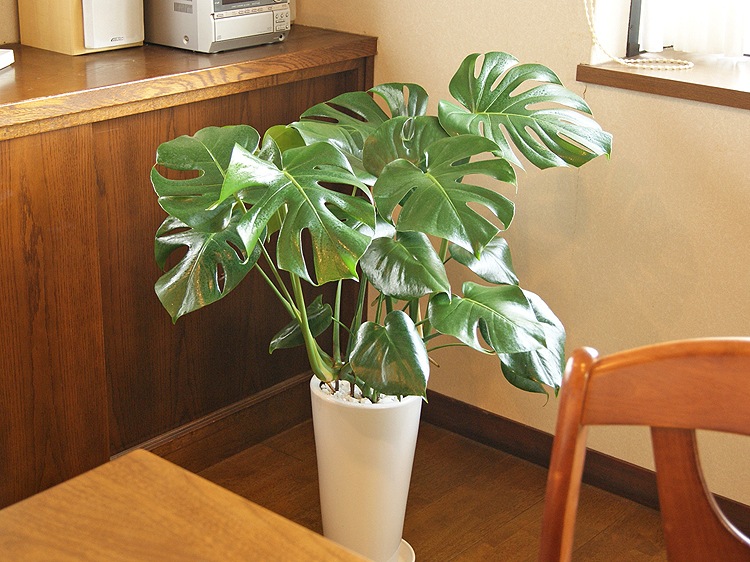 ���տ�ʪ ��󥹥ƥ�7��ƫ��ȭL(��) �⤵��80cm  ��mons07-003��