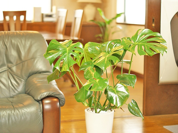 ���տ�ʪ ��󥹥ƥ�7��ƫ��ȭL(��) �⤵��80cm  ��mons07-003��