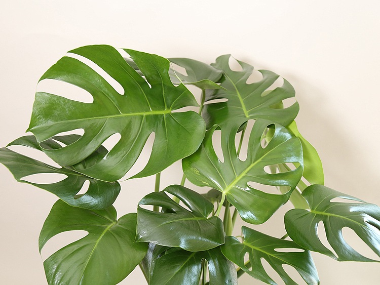 ���տ�ʪ ��󥹥ƥ�7��ƫ��ȭL(��) �⤵��80cm  ��mons07-003��