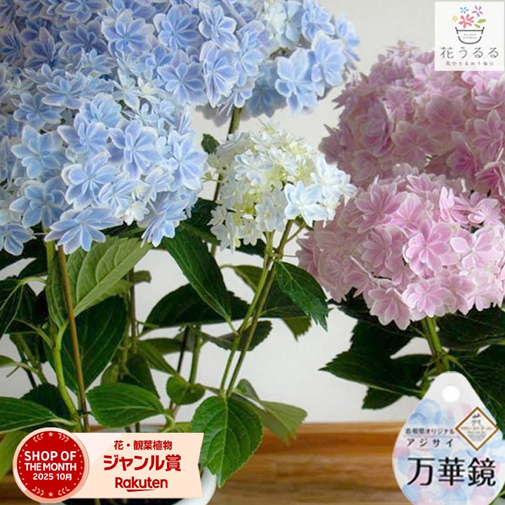 今売れてます ＼母の日 花うるる／珍しいレア品種 アジサイ 5号 鉢植え