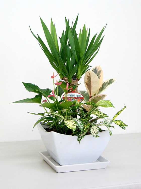 ���տ�ʪ �󤻿���(��å�)7�����ƫ��ȭ �⤵��65cm ��kan-yosey07-006��